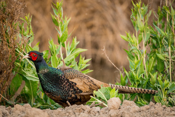 USA, California, Central Valley, San Joaquin River Valley, Grasslands Wildlife Management Area (north of Los Banos), European ring-necked pheasant ( Phasianus colchicus)
