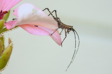 Insect on Geranium, La Mesa, California