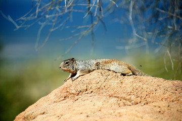 Wounded rock squirrel (Spermophilus variegatus) resting on a dirt mound.