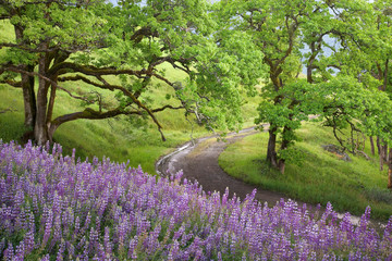 USA, California, Redwood National Park. Dirt road winds past lupine flowers and oak trees. 