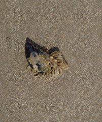 Marine polyps of anemia on the shell of the shell.