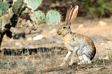An antelope jackrabbit (Lepus alleni). It is the largest of the North American hares and is normally found only in Arizona.