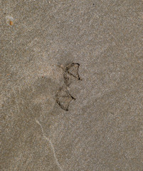 Traces of a seagull on the sand by the sea