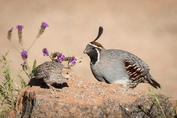 USA, Arizona, Amado. Male Gambel's quail with chick.
