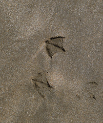 Traces of a seagull on the sand by the sea