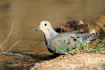 The mourning dove (Zenaida macroura) drinking at a small pond.
