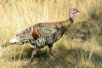 Wild Turkeys (Meleagris gallopavo) in spring breeding plumage in, Arizona, highlands. hen.
