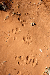 Rabbit tracks in desert sand at Canyon de Chelly