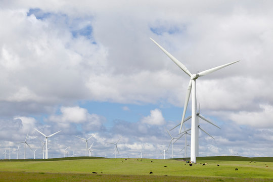 USA, California, Fairfield. Cows graze under wind turbines. Credit as: Don Paulson / Jaynes Gallery / DanitaDelimont.com