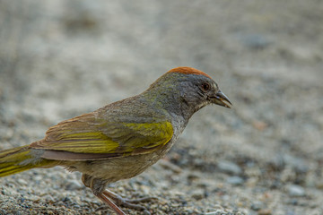 Colors of a Green Tailed Towhee, June Lake, California