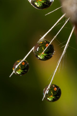 USA, California. Dandelion and water droplets. Credit as: Christopher Talbot Frank / Jaynes Gallery...