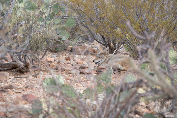 Naklejka na ściany i meble USA, Arizona, Tucson, Saguaro National Park, Sonora Desert Museum. Lone coyote in desert habitat (Captive, Canis latrans)..