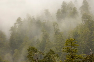 USA, California, Redwood Creek Overlook, Redwood National Park. Fog covers redwood forest. 