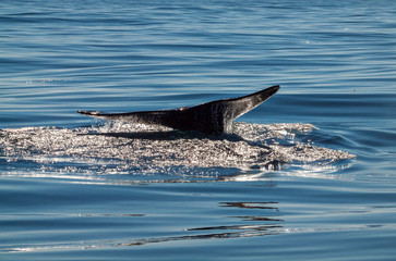 USA, California, San Diego. California gray whale migrating south toward Mexico
