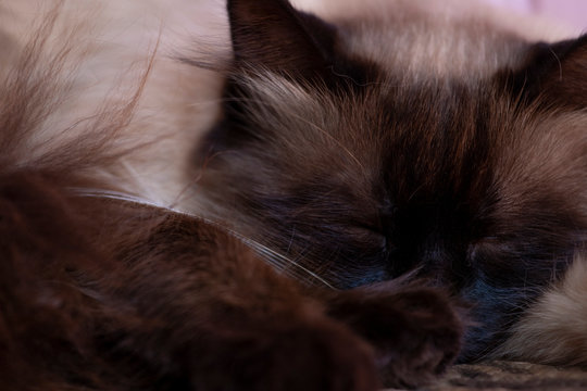 fato cat