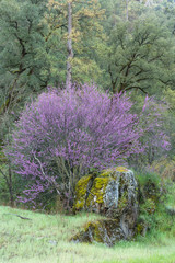California. A western redbud tree, Cercis occidentalis, blossoms early Spring in the sierra foothills.