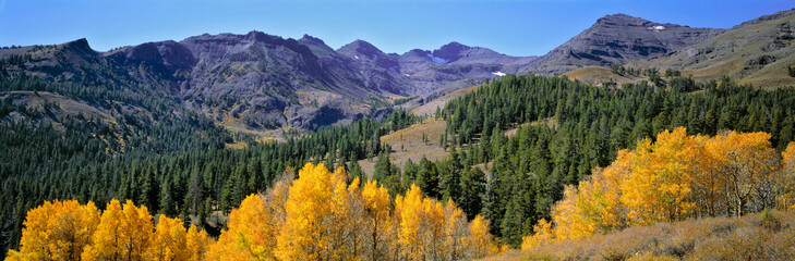USA, California, Sonora Pass. Golden autumn leaves contrast the deep green of the pines in Sonora...