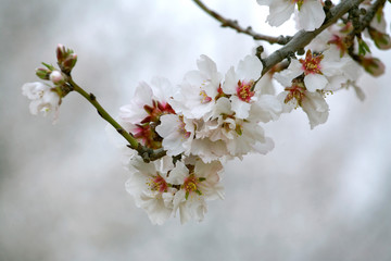 USA, California, Fresno Co. Delicate almond blossoms fade into the distance in Fresno County, California.
