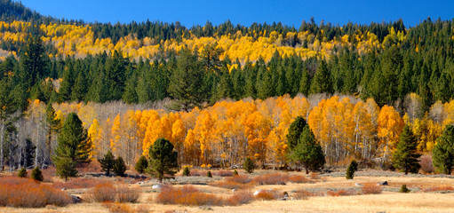 Aspens and evergreens brighten a fall day in Hope Valley, California