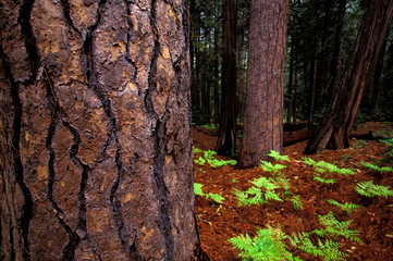 Fototapeta premium North America, USA, California, Yosemite National Park. Pine forest and firs