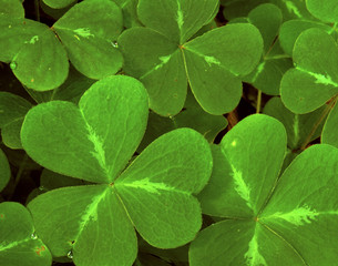 USA, California, Muir Woods. Close-up of clover. Credit as: Marie Bush / Jaynes Gallery / DanitaDelimont.com