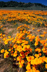 Fototapeta premium North America, USA, California, Antelope Valley. Poppy fields