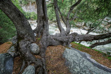 California. An oak tree grew around boulders and over rocks along the Merced River.