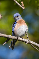 USA - California - San Diego County - Western Bluebird