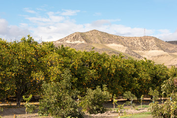 Fototapeta na wymiar Usa, California, Fillmore. Orange trees laden with fruit