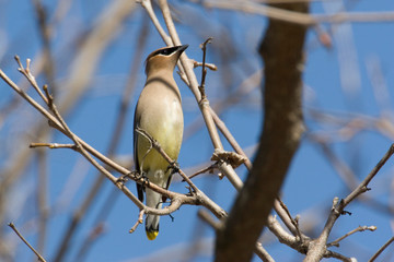 USA - California - San Diego - Cedar Waxwing