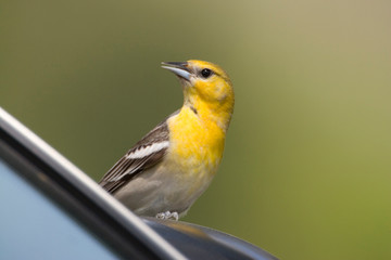 USA - California - San Diego County - female Bullock's Oriole sitting on car's side mirror