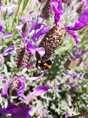 bumble bee on flowes