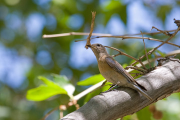 USA - California - San Diego County - female Western Bluebird with nesting material in beak