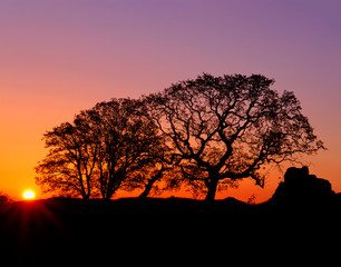 Fototapeta na wymiar USA, California, Coast Range Mountains, Rising sun and oak trees silhouetted at dawn.