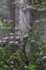 Fototapeta premium USA, California. Rhododendron (Rhododendron Macrophyllum) and Redwoods (Sequoia semoervirens) Redwood National Park