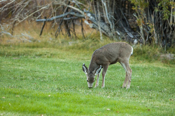 Mule Deer Yearling Grazing on the lawn at Mono County Park