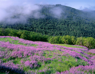 Obraz premium USA, California, Redwood National Park, Meadow of riverbank lupine and spring grass slopes down towards Oregon white oak and distant conifers.