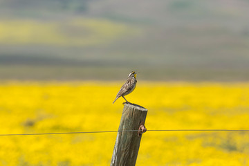 California. A Western Meadowlark, Sturnella neglecta, sings his song atop a fencepost in the Carrizon Plains.