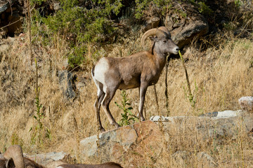 USA, Colorado, Drake, Grazing Group of Bighorn Sheep Rams