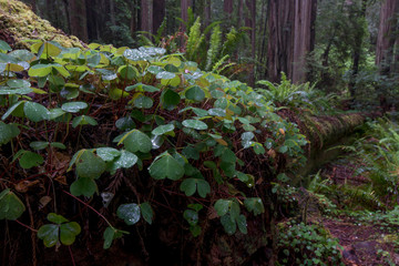Fototapeta premium Usa, California. Common Wood Sorrel, Stout Grove, Redwood State and National Park