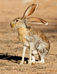 Antelope Jackrabbit (Lepus alleni). It is the largest of the North American hares, Arizona.