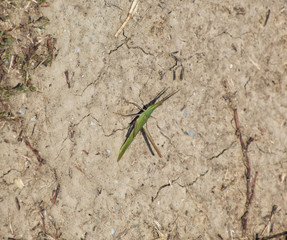 Green grasshopper on the ground. Orthoptera insect