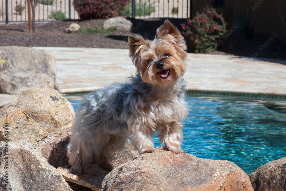 Wall mural Yorkshire Terrier posing poolside