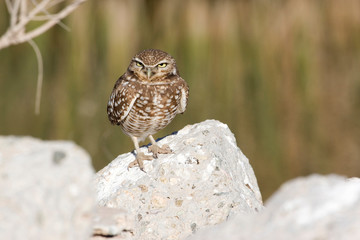 USA - California - Imperial County - Salton Sea area - Burrowing Owl