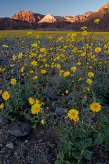 USA, California. Superbloom of Desert Gold wildflowers growning on the desert floor Death Valley National Park