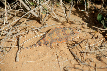 A Horned Lizard, (Phrynosoma spp.,) or Horned toad relies on camouflage and stealth to hide from desert predators.