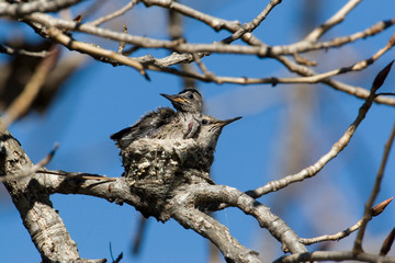 USA - California - San Diego County - baby hummingbirds in nest