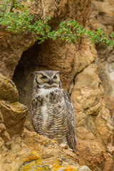 USA, Colorado, Larimer County. Great horned owl on rocky ledge. Credit as: Cathy & Gordon Illg /...