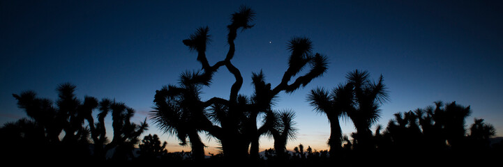 USA, California. Joshua trees (Yucca brevifolia) in twilight in Antelope Valley