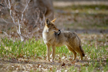 USA, California, Death Valley, Lone coyote (Canis Latrans) standing in the grass.